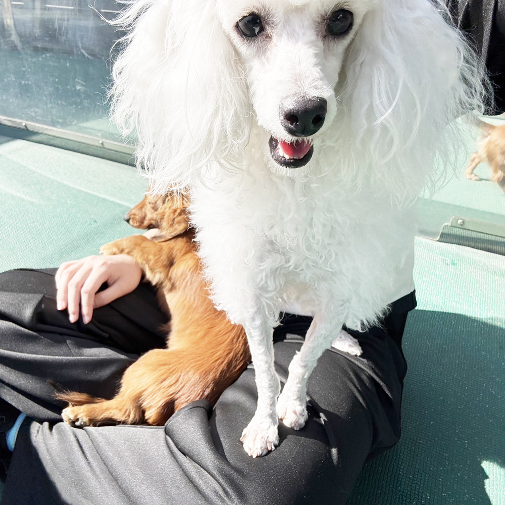 生徒が撮影したモデル犬の写真②